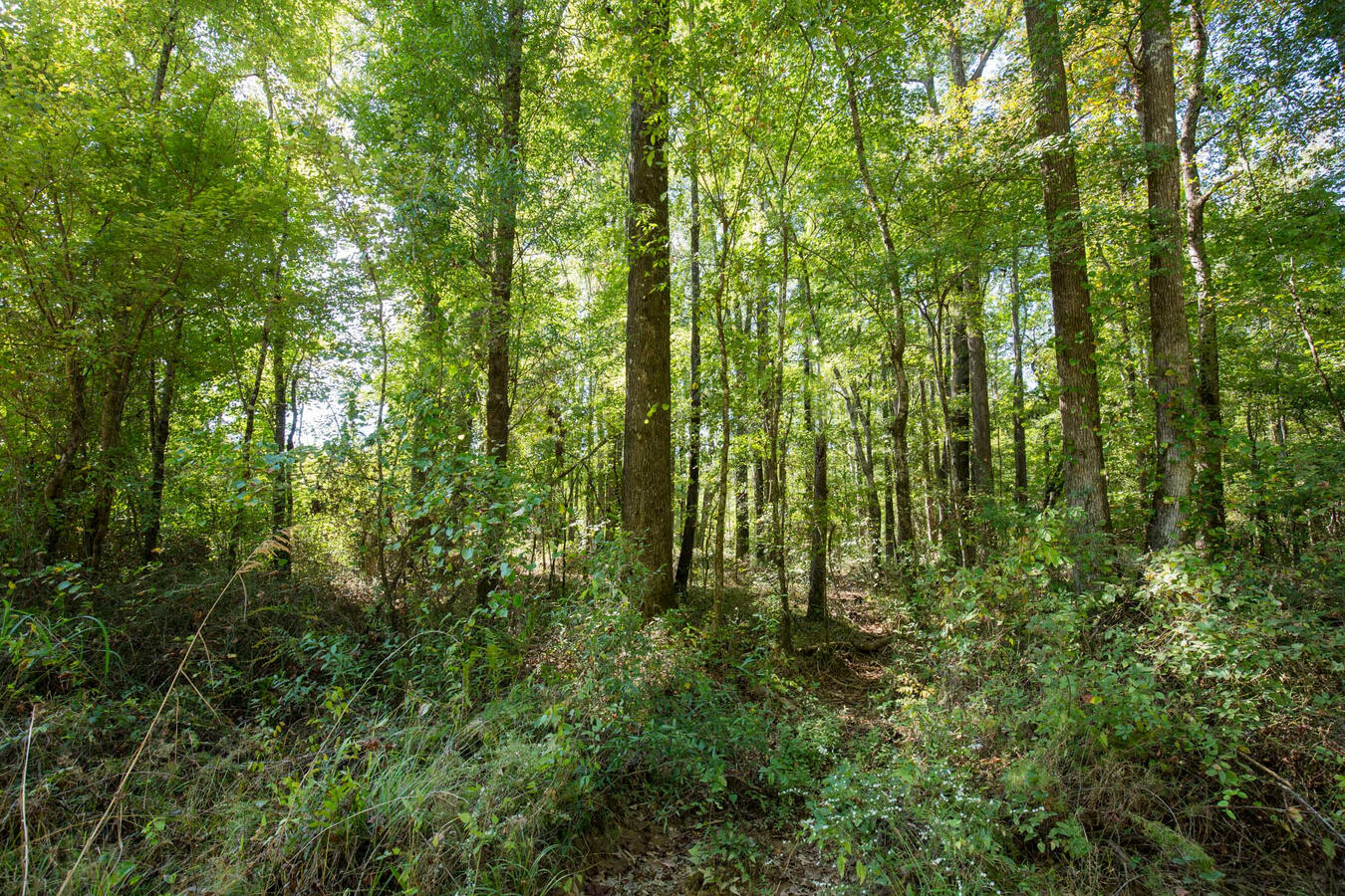 Brentwood Tract 7 Brentwood Tract 7